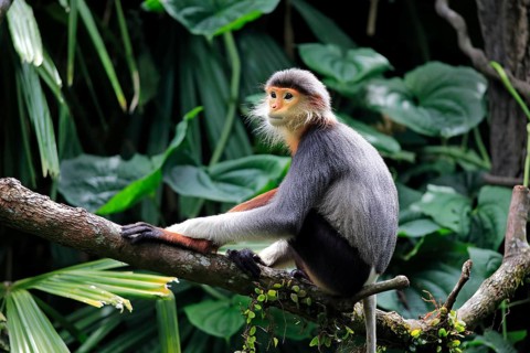Douc Langur or Red-shanked Douc (Pygathrix nemaeus)