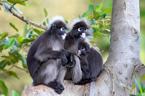 Dusky Leaf Monkeys or Southern Langurs (Trachypithecus obscurus) monkey family on tree