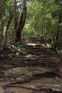 Roots covering a trail in the rainforest