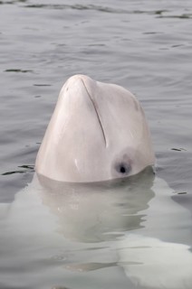 Beluga Whale or White Whale (Delphinapterus leucas)