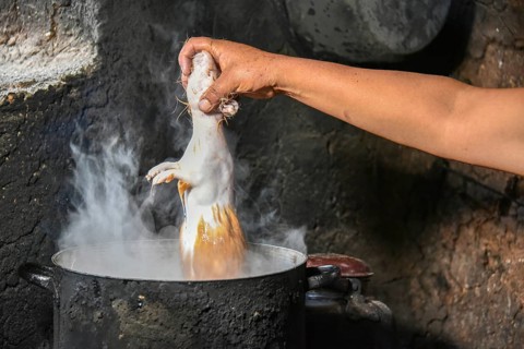 Local woman holding Cuy