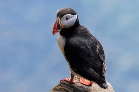 Puffin (Fratercula arctica)