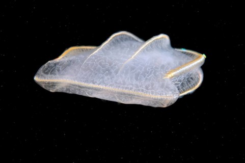 Comb Jellyfish (Beroe ovata)