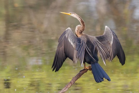 Oriental Darter (Anhinga melanogaster)