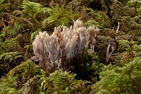 White Coral Fungus or Crested Coral Fungus (Clavulina coralloides)