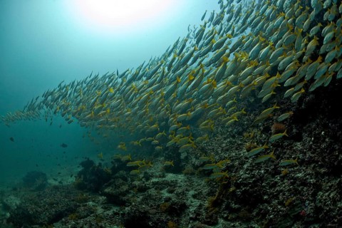 Yellowtail Snapper (Ocyurus chrysurus)