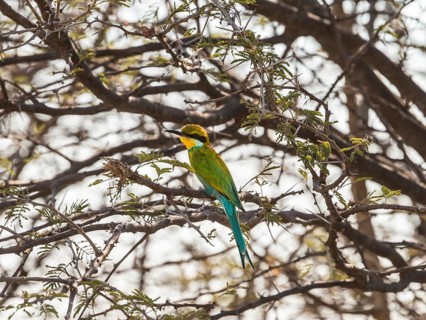 Blue-cheeked Bee-eater (Merops persicus) perched on a dry acacia tree