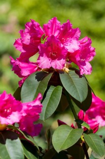 Williams Rhododendron (Rhododendron williamsianum)