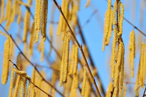 Catkins on a Common Hazel shrub (Corylus avellana)