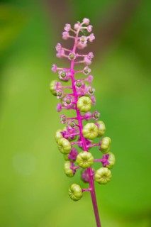 American Pokeweed (Phytolacca americana)
