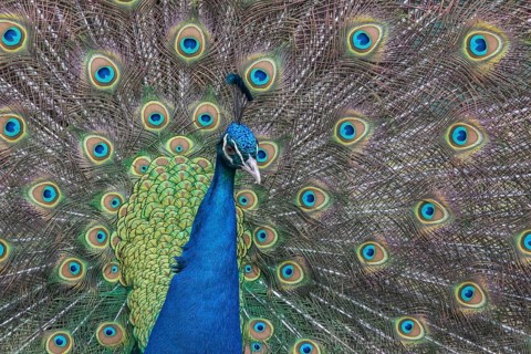 Indian Peafowl or Blue Peafowl (Pavo cristatus)