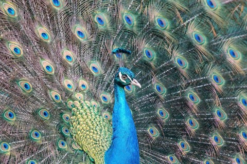 Indian Peafowl or Blue Peafowl (Pavo cristatus)