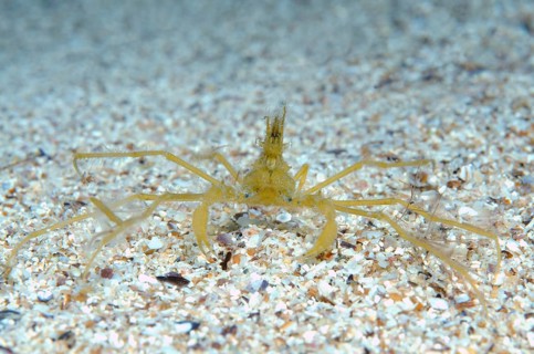 Common Spider Crab (Macropodia rostrata)