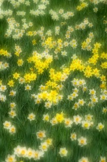 Daffodils (Narcissus) in a meadow