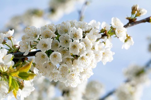 Cherry blossom (Prunus avium)