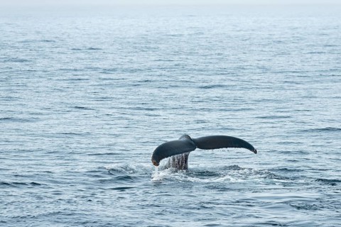 Fluke
