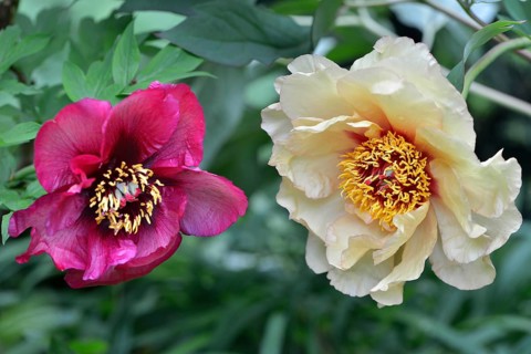 Tree peony (Paeonia suffruticosa)