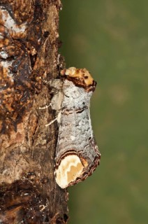 Moon Bird (Phalera bucephala) on tree bark