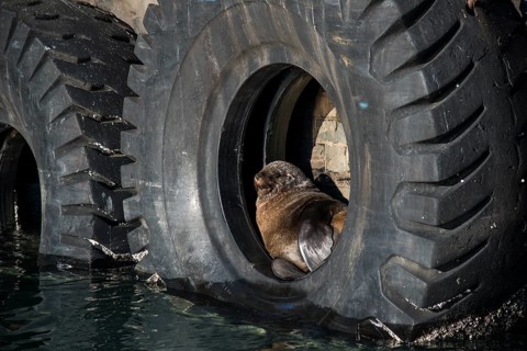 Brown Fur Seal (Arctocephalus pusillus) in a tire on the harbour wall