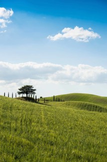Cypresses and a cedar tree