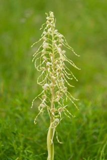 Lizard Orchid (Himantoglossum hircinum)