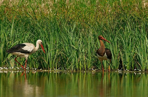 White Stork (Ciconia ciconia) and a Black Stork (Ciconia nigra)