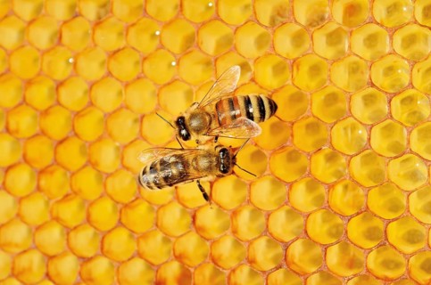 Two honey bees