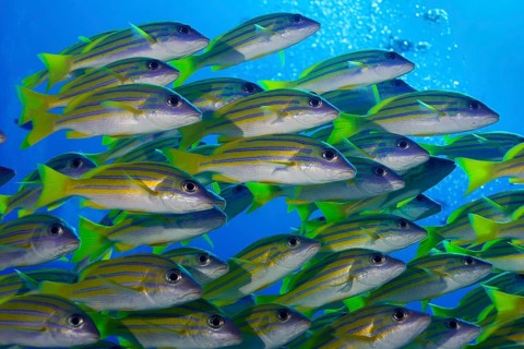 School of Bluestripe Snappers (Lutjanus kasmira)