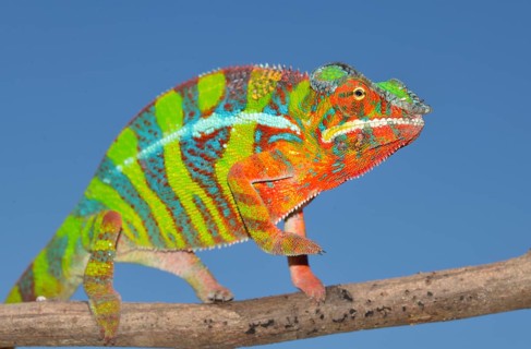 Panther Chameleon (Furcifer pardalis)
