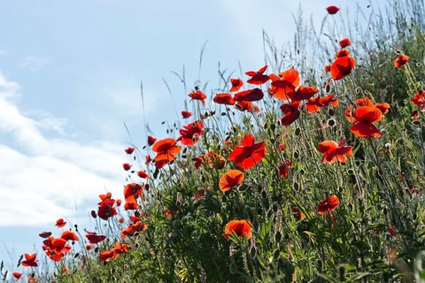 Corn Poppies (Papaver rhoeas)
