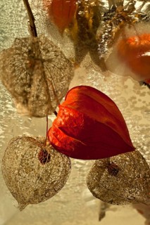 Physalis