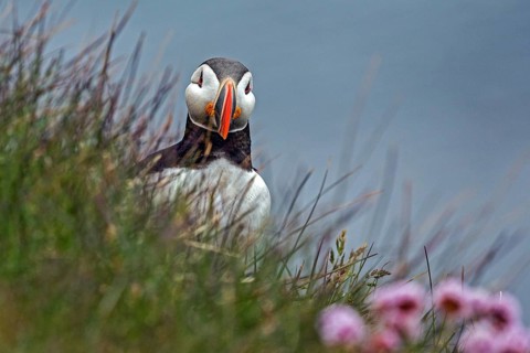 Puffin (Fratercula arctica)