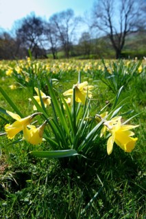 Wild Daffodils (Narcissus pseudonarcissus)