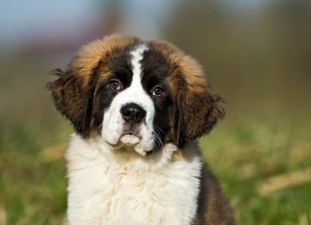 Saint Bernard puppy
