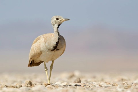 Ruppell's Korhaan or Ruppell's Bustard (Eupodotis rueppellii)