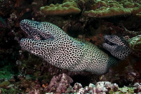 Laced Morays (Gymnothorax favagineus)