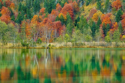 Autumn forest with its reflection in Almsee lake