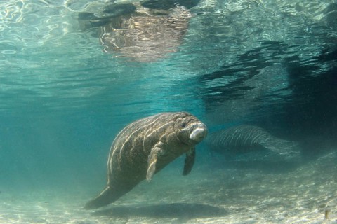 West Indian Manatee or Sea Cow (Trichechus manatus)