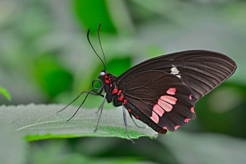 Lysander Cattleheart (Parides lysander)