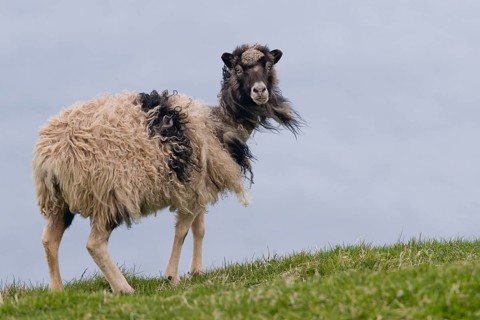 Sheep