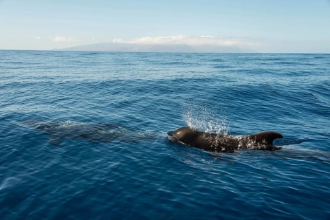 Pilot Whale (Globicephala) emerging from water