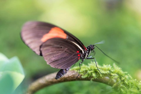 Postman Butterfly (Heliconius melpomene)