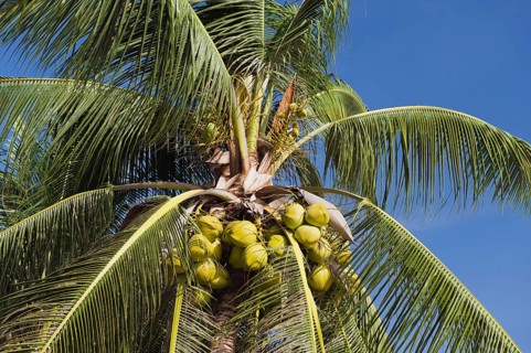 Coconuts on a coconut palm (Cocos nucifera)