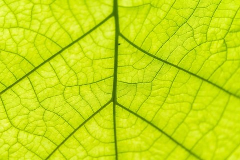 Leaf from below