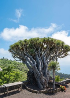Canary Islands Dragon Tree (Dracaena draco)