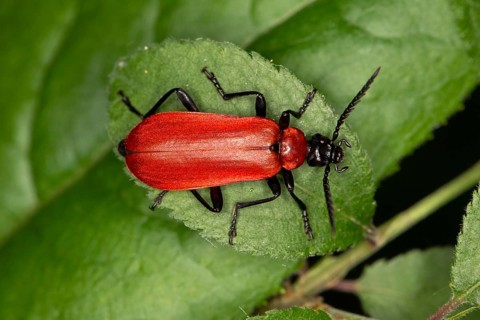 Black-headed Cardinal Beetle (Pyrochroa coccinea) sitting on a leaf