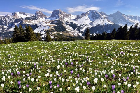 Flowering crocus meadow at the Gurnigel pass