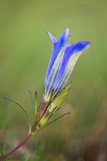 Marsh gentian (Gentiana pneumonanthe)