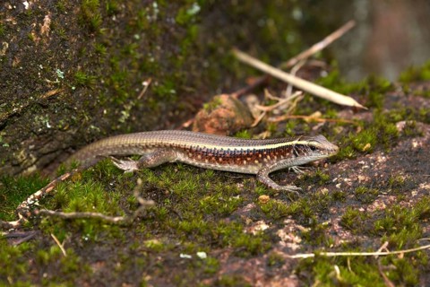 Girdled Lizard (Zonosaurus ssp.)