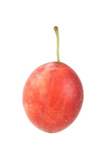 Cherry plum